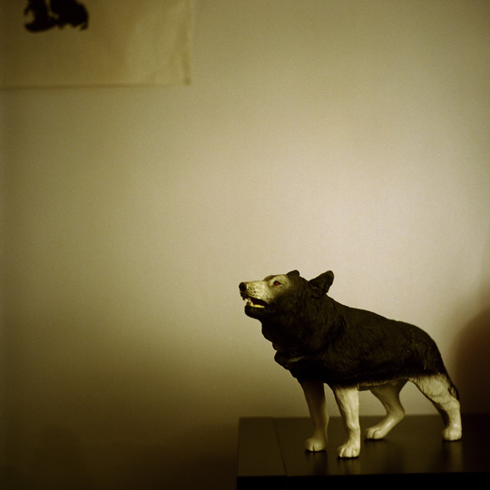 Loup / Montréal, 2008 / Annie-Ève Dumontier