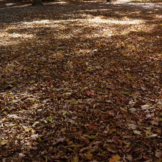 L'automne / St-Henri, Montréal, 2008 / Annie-Ève Dumontier