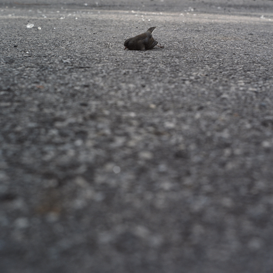L'oiseau / Rosemont, Montréal, 2008 / Annie-Ève Dumontier