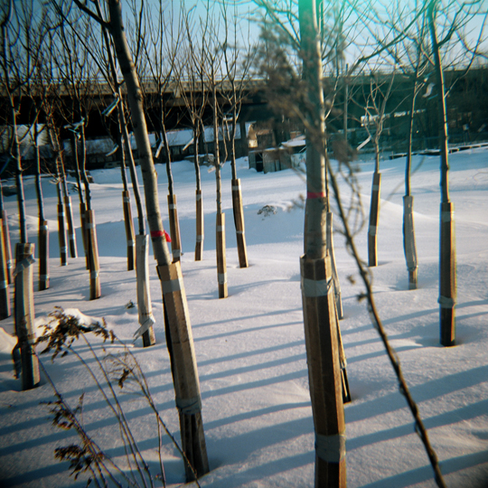 Parc d'arbres/ Ville de Montréal, 2009 / Annie-Ève Dumontier