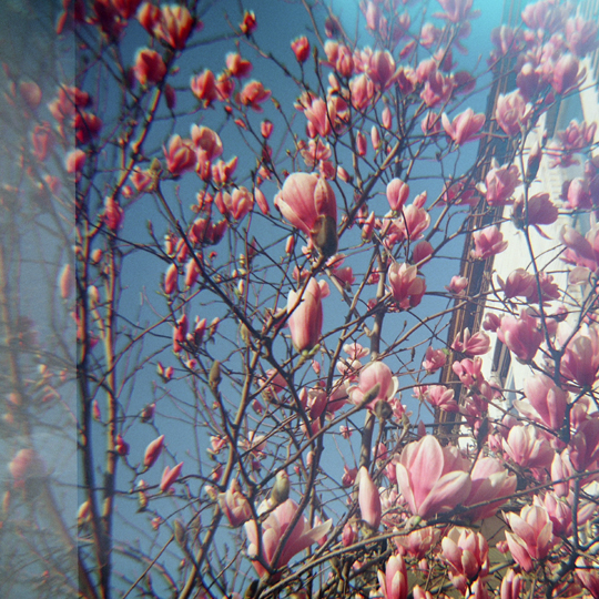 Magnolia / St-Henri, Mtl, 2009 / Annie-Ève Dumontier
