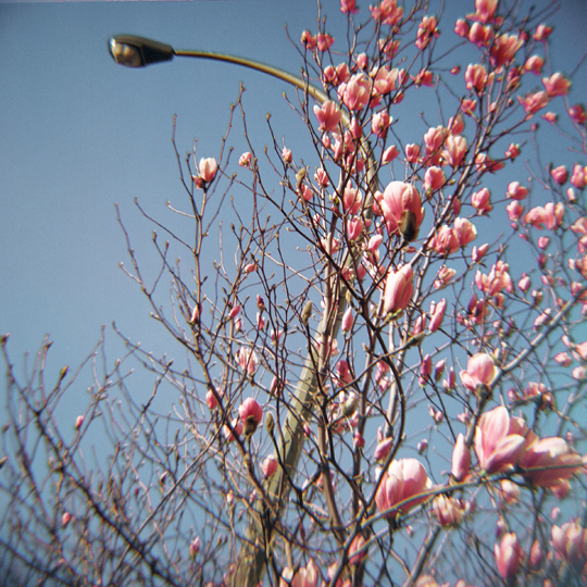 Magnolia / St-Henri, Mtl, 2009 / Annie-Ève Dumontier